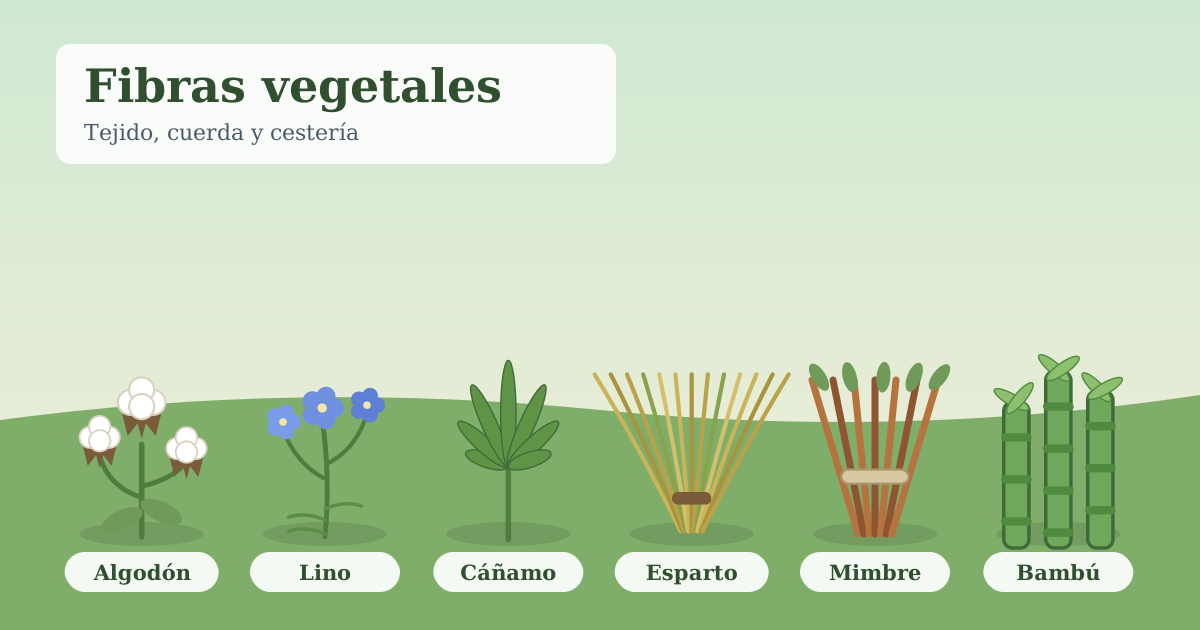 Ilustración de algodón, lino, cáñamo, esparto, mimbre y bambú, fibras naturales de origen vegetal